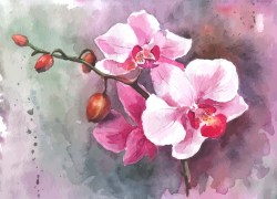 Geverfde orchidee-969865648